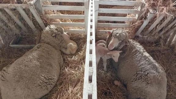 На Ставрополье ожидают появление порядка 360 тысяч ягнят