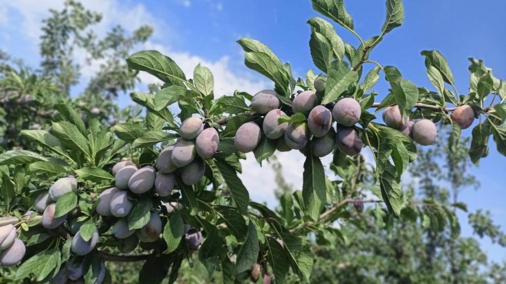 На Ставрополье собрали первые 35 тонн слив 