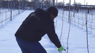 На Ставрополье аграрии готовятся к обрезке саженцев в суперинтенсивных садах