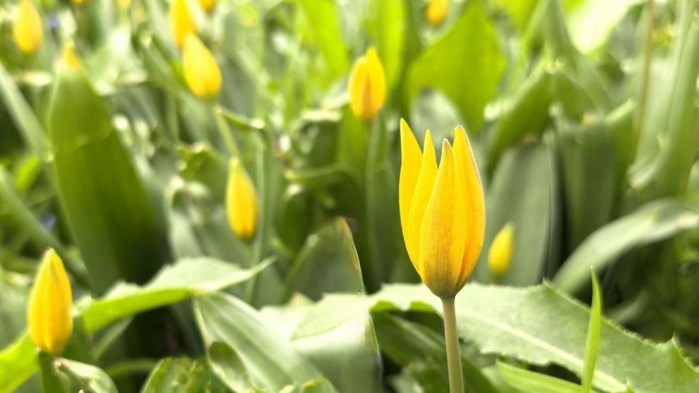 У мемориалов в Кочубеевском округе Ставрополья высадят 1418 цветов