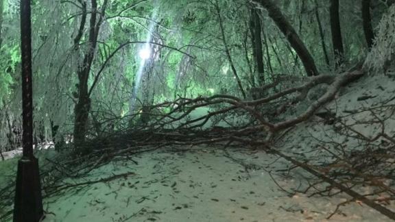 В Железноводске перекрыли терренкуры из-за угрозы обрушения деревьев