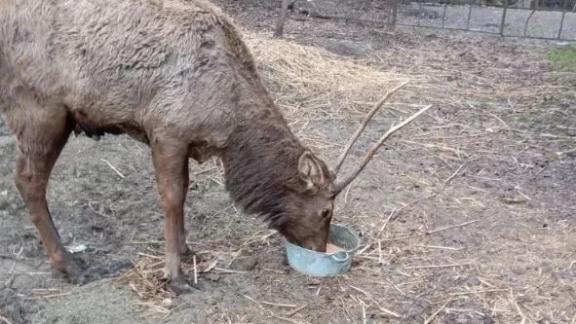 Благородные олени акклиматизировались в Невинномысске