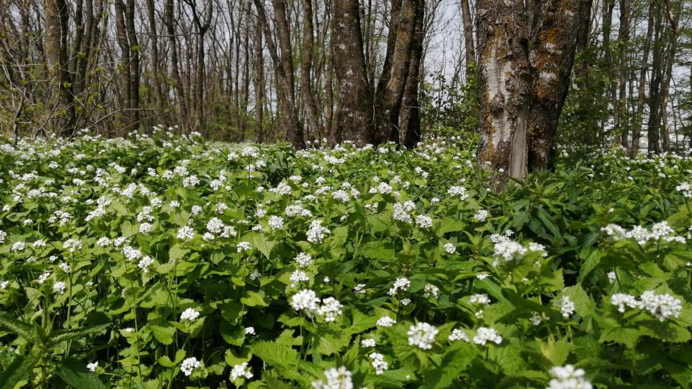 На Ставрополье разработано около 80 маршрутов наземного патрулирования лесов