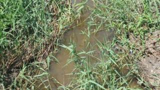 На Ставрополье обследуют место гибели рыбы в реке Кума