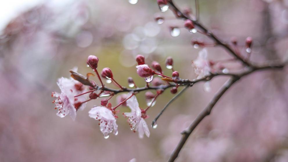 Ставрополье во вторник накроют дожди