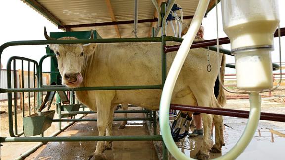 Ноу-хау для буренок ставропольских ученых оценили на выставке «РосБиоТех-2015»