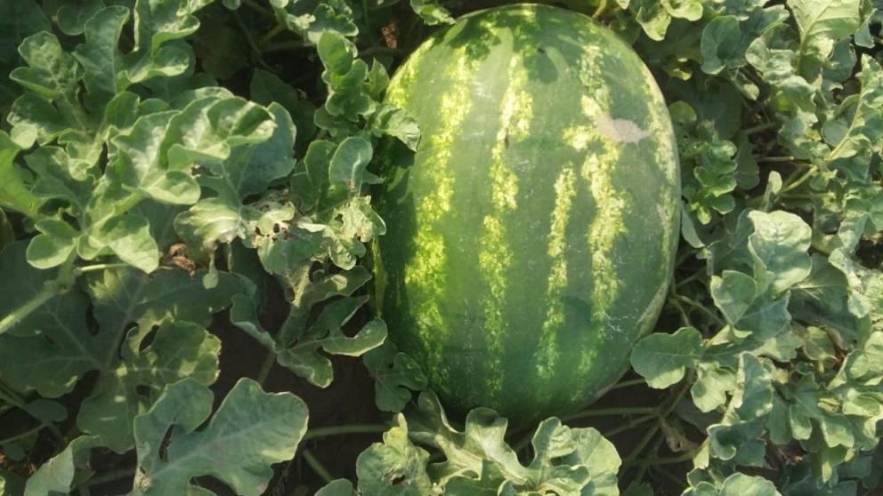 Грант «Агростартап» в 2021 году получили 13 фермеров Ставрополья