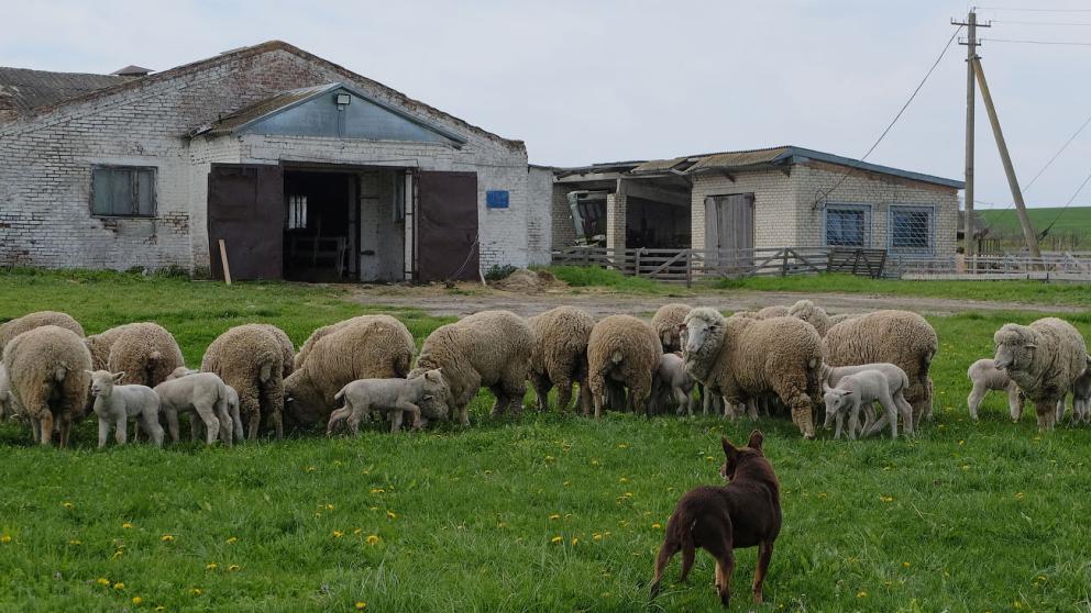 Питомник пастушьих собак породы келпи возрождают на Ставрополье