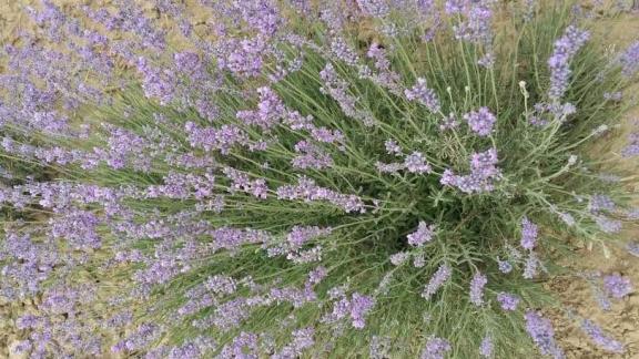 На Ставрополье в промышленных масштабах выращивают лекарственные травы