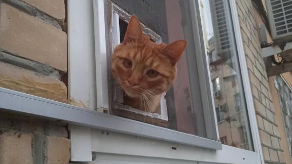В Невинномысске домашний кот наблюдает за окружающим миром через специальное окошко