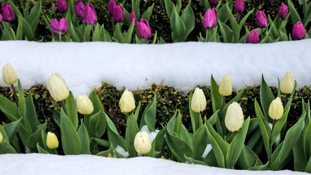 Более 200 тысяч цветов вырастили в теплицах Ставрополя для городских клумб