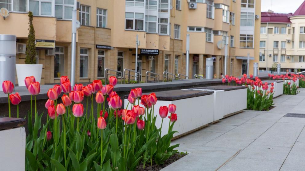 В Ставрополе использовали новую концепцию украшения клумб