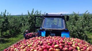 На Ставрополье стартовал сбор яблок