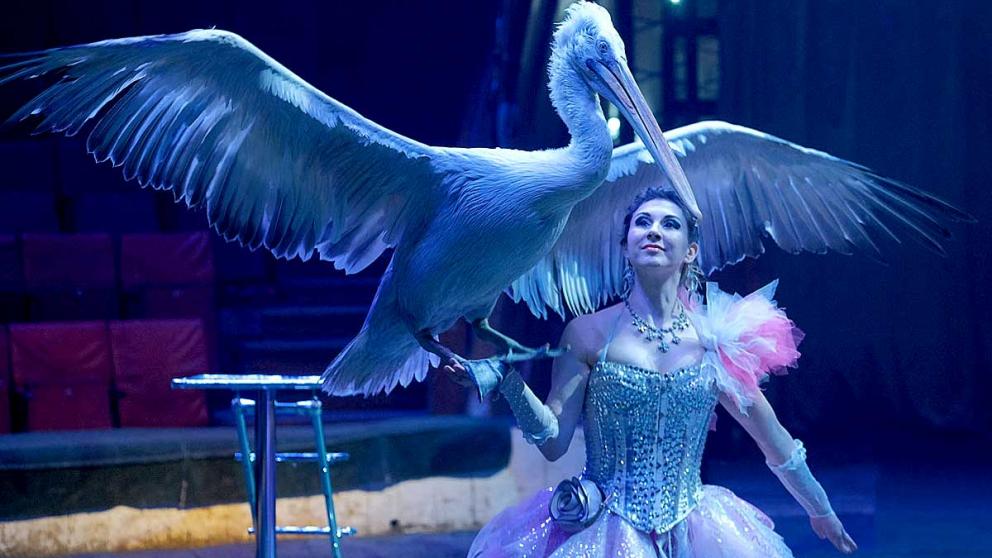 Знаменитый цирк Филатовых выступает в Ставрополе