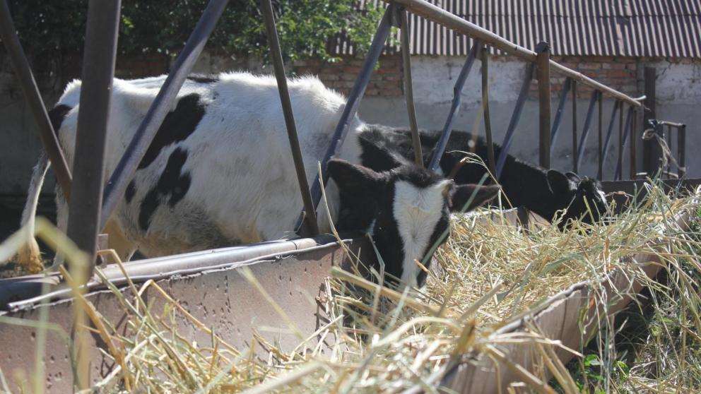 На Ставрополье аграрии получат льготные кредиты на покупку кормов