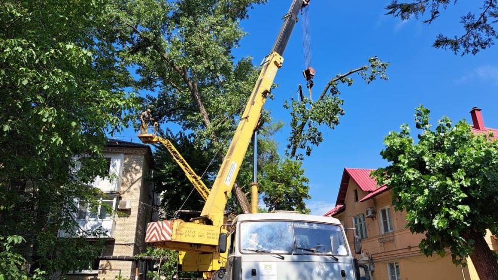 В Минераловодском округе проводят опиловку деревьев после прямой линии губернатора