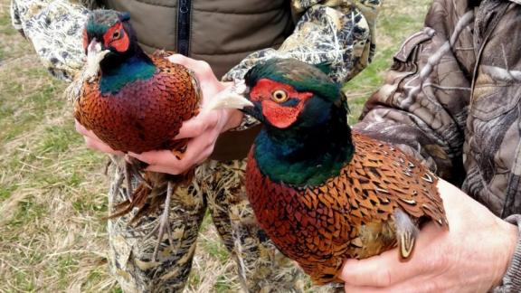 В Ставропольском крае растёт количество охотничьих ресурсов