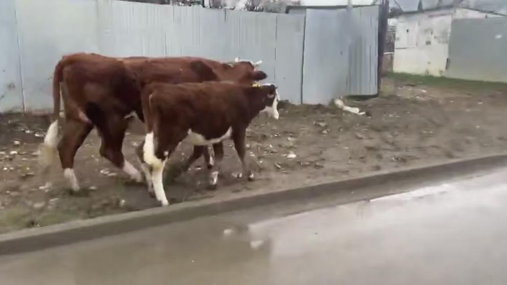 Гуляющих возле школы в Кисловодске корову с телёнком отогнали на штрафстоянку