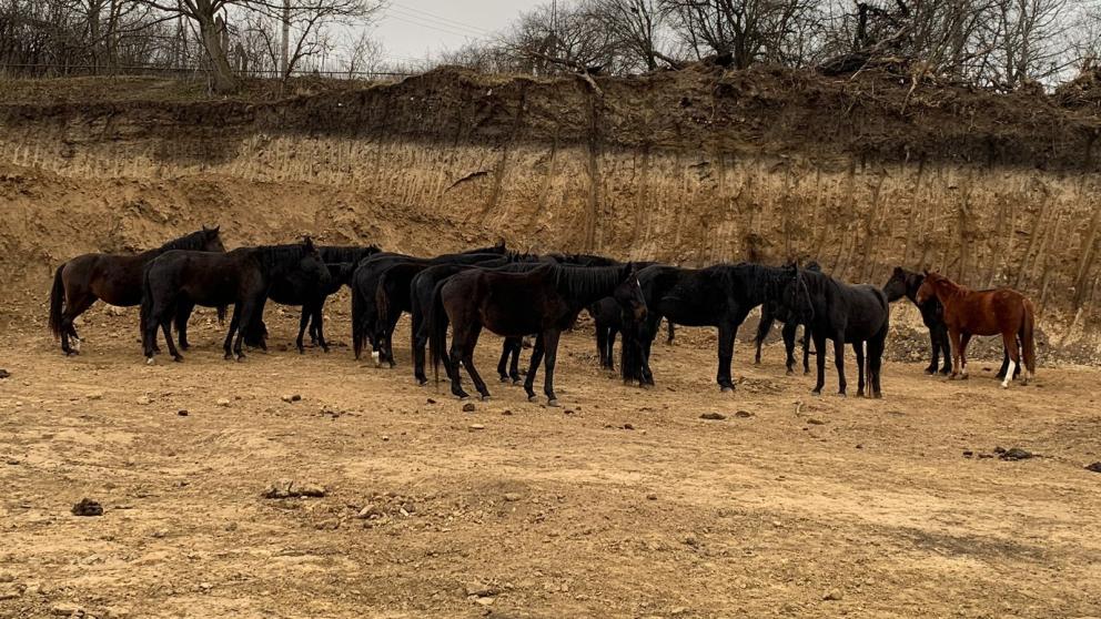 В Кисловодске задержали два табуна лошадей и стадо коров