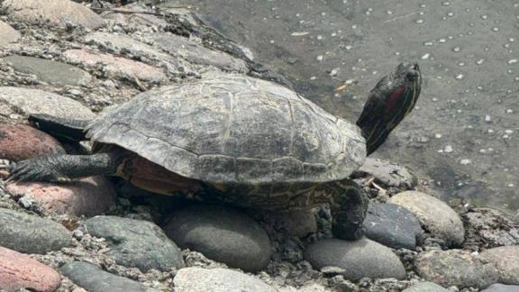 В Железноводске отмечают прирост числа красноухих черепах в озере «30'Ка»