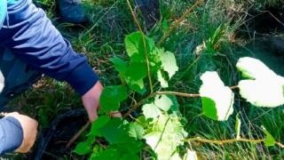 На Ставрополье стартовала Всероссийская акция «Сохраним лес»