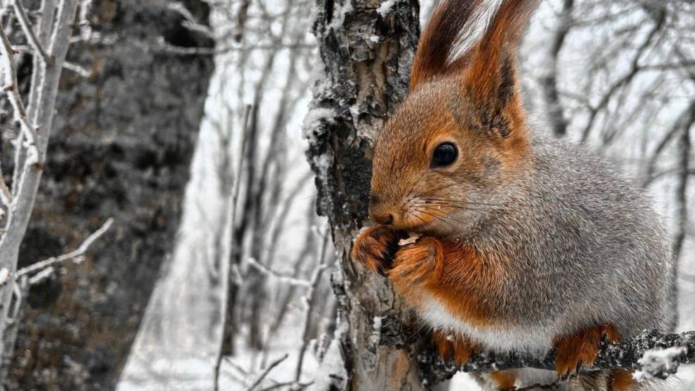 Снег и дождь задержатся на Ставрополье в начале рабочей недели