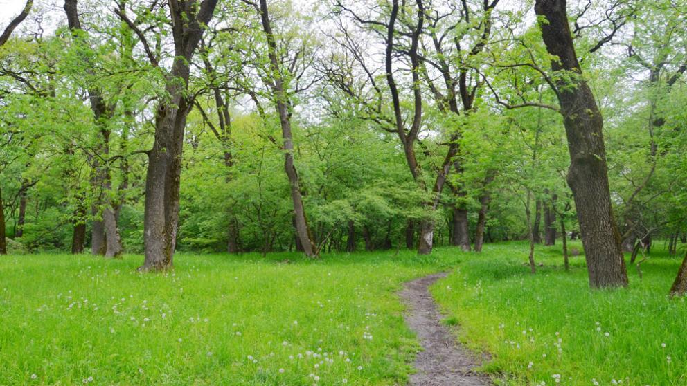 Приумножить зелёное богатство Ставрополья