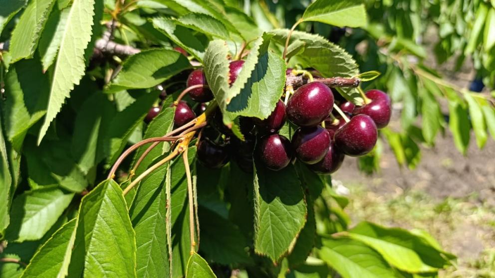 В Предгорном округе Ставрополья собирают черешню