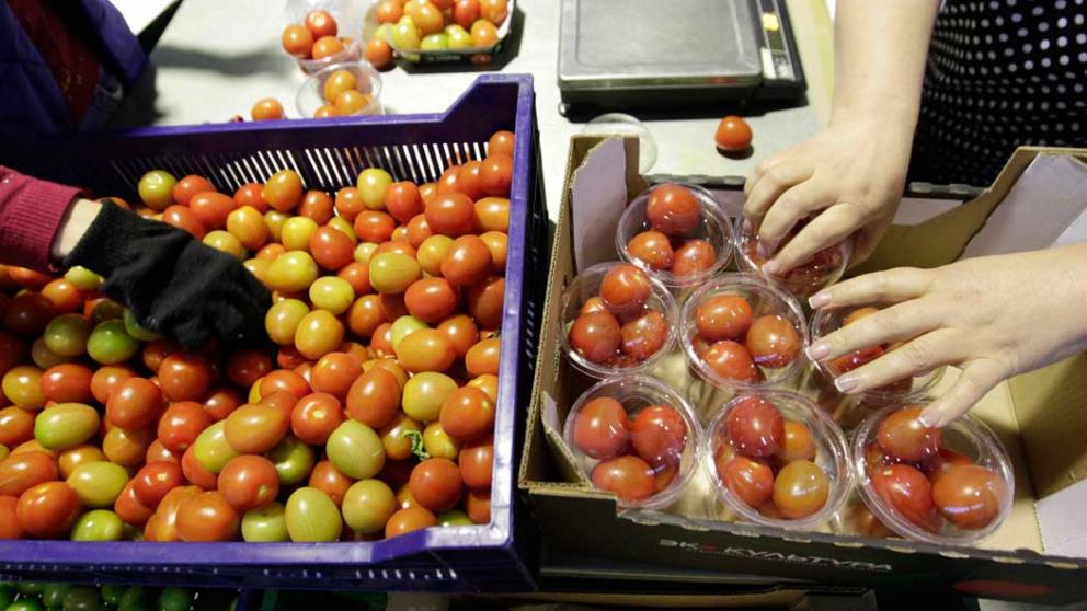 На Ставрополье вырос уровень производства овощей