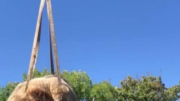 Животные из брошенного зоопарка в Георгиевске обрели новый дом