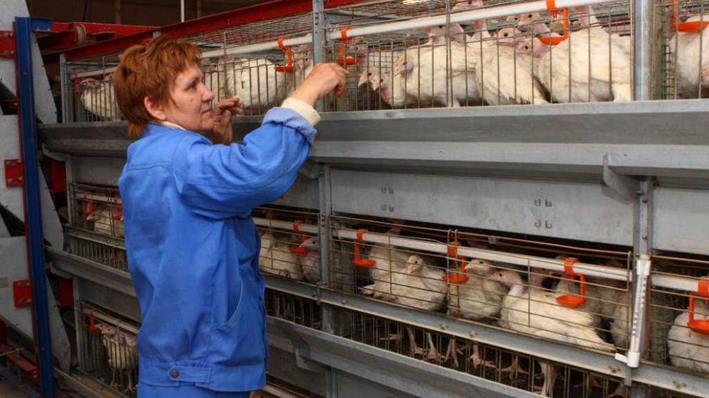 Ставрополье на шестом месте рейтинга по производству мяса индейки в России