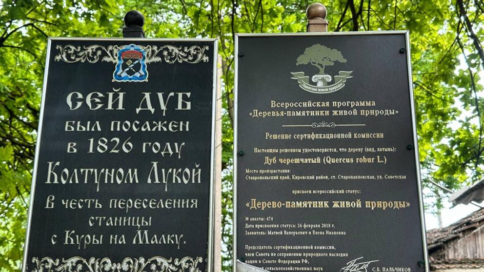 В Кировском округе благоустроят территорию у дуба-памятника