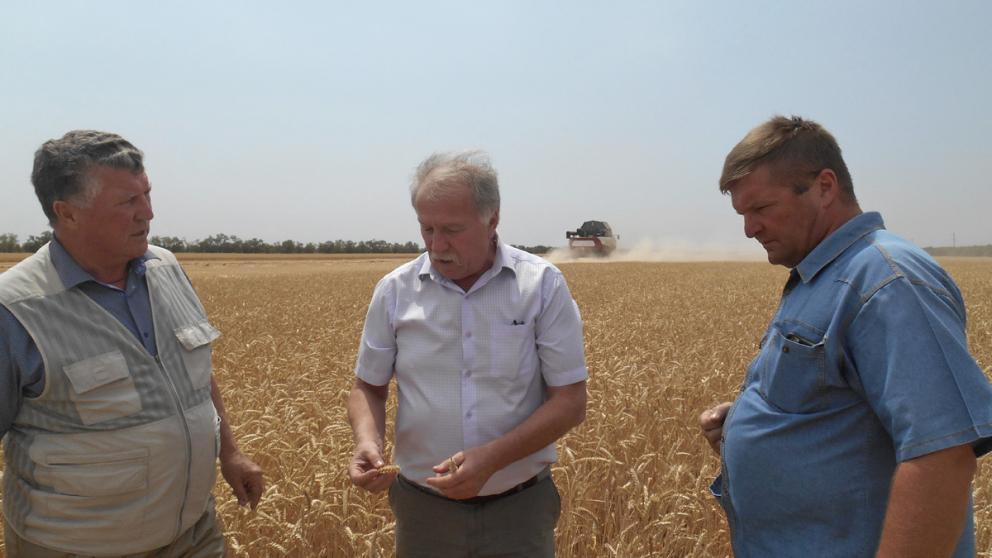 Жатва на Приманычье проходит в экстремально жарких условиях