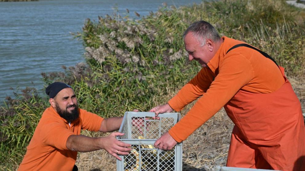 Около 1500 особей русского осетра выпущено в водоем-охладитель Ростовской АЭС для борьбы с водной растительностью