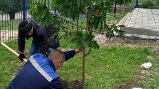 Хутор Рощинский на Ставрополье присоединился к международной акции «Сад Памяти»