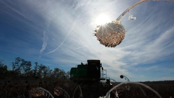 На Ставрополье подсолнечник убран на 65% площадей