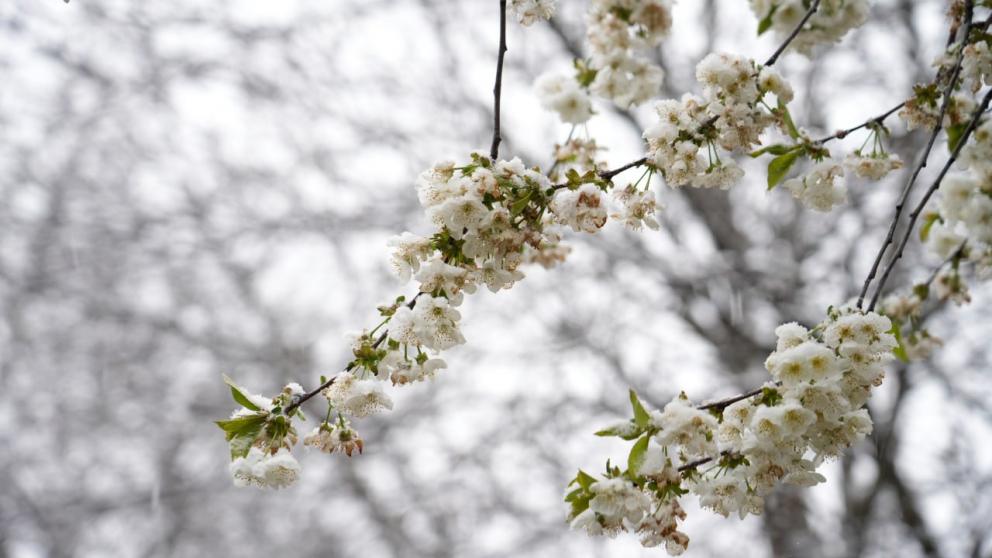Ставропольский эксперт рассказал, как защищать плодовые деревья в период неустойчивой погоды