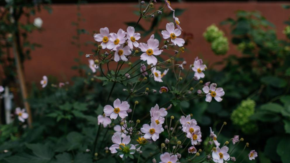 В Ставрополе принимают заявки на участие в фестивале городских цветников