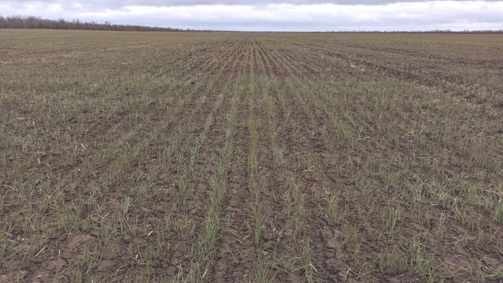 Более 260 млн рублей получили аграрии Ставрополья на страхование озимых культур