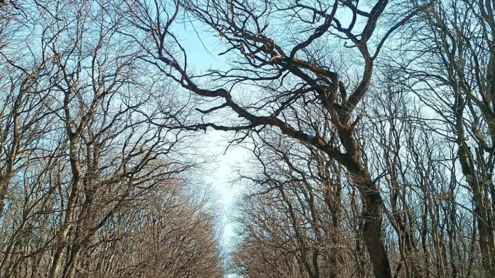 К 250-летию Ставрополя появится ещё одна экологическая тропа в Русском лесу