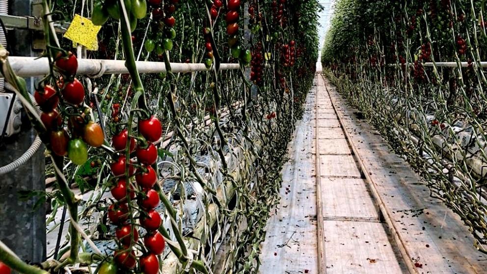 Производительность тепличного комплекса в Солнечнодольске повысят на 30 процентов