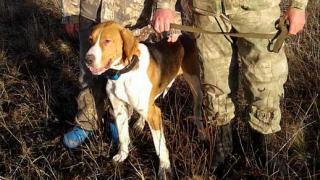 На Ставрополье завершились испытания гончих собак