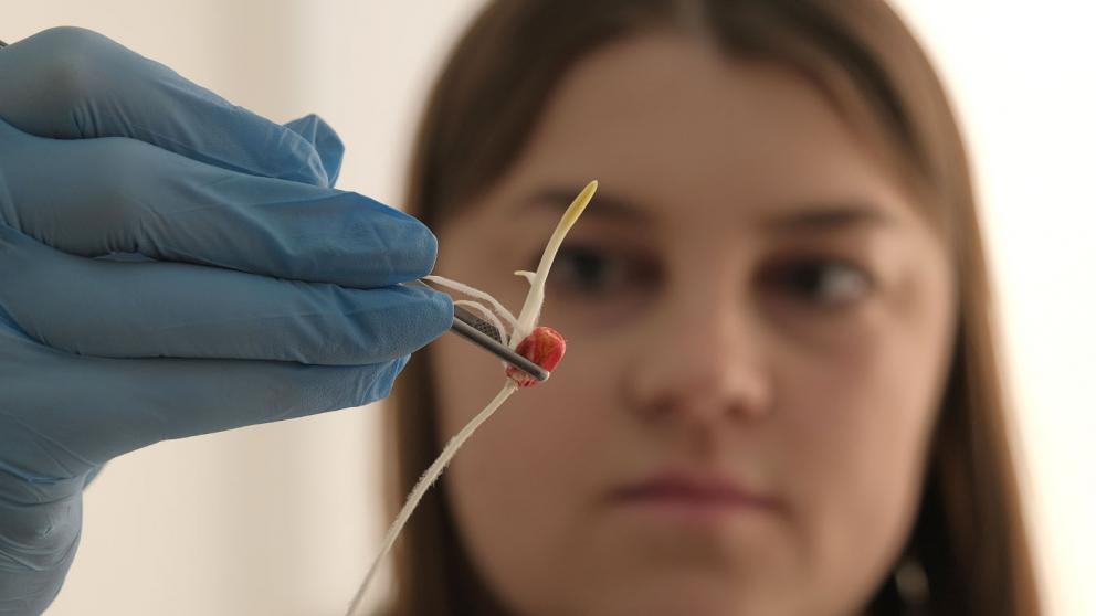 На Ставрополье в разгаре подготовка семян яровых культур к весеннему севу