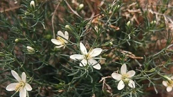 Лекарственные свойства гармалы обыкновенной