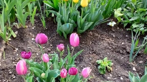 Более 40 тысяч тюльпанов зацвели во дворах Кисловодска из-за городской акции