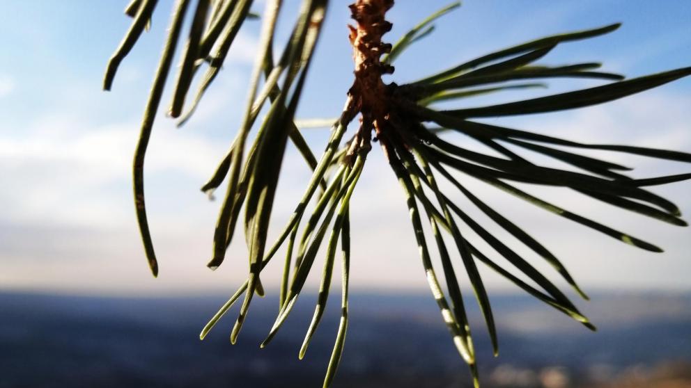 На Кавминводах проверили состояние деревьев в лесах