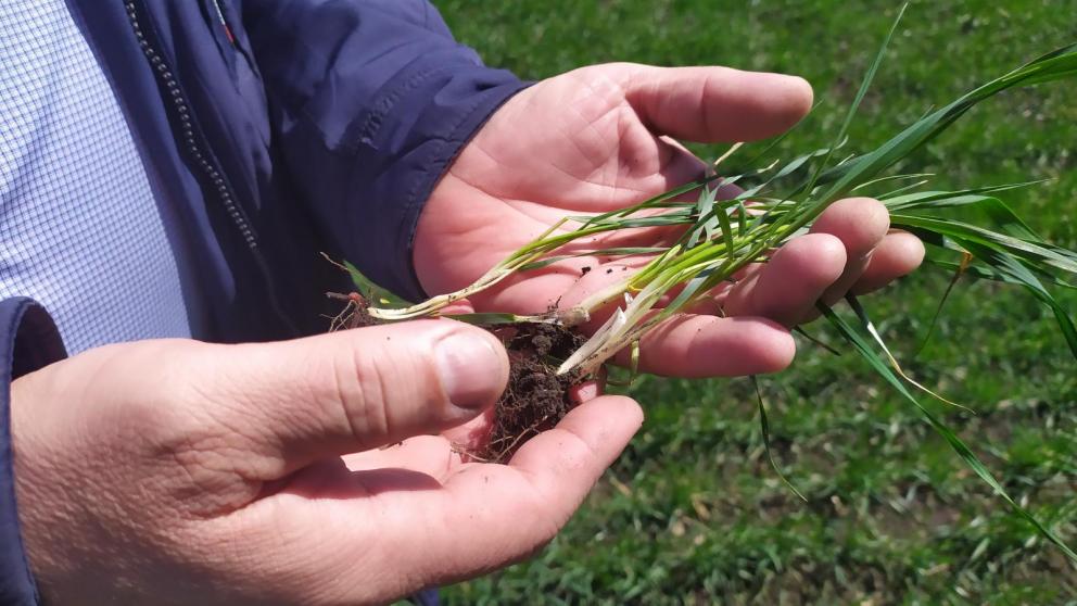 В Предгорном округе Ставрополья сев яровых завершён на 70 процентов