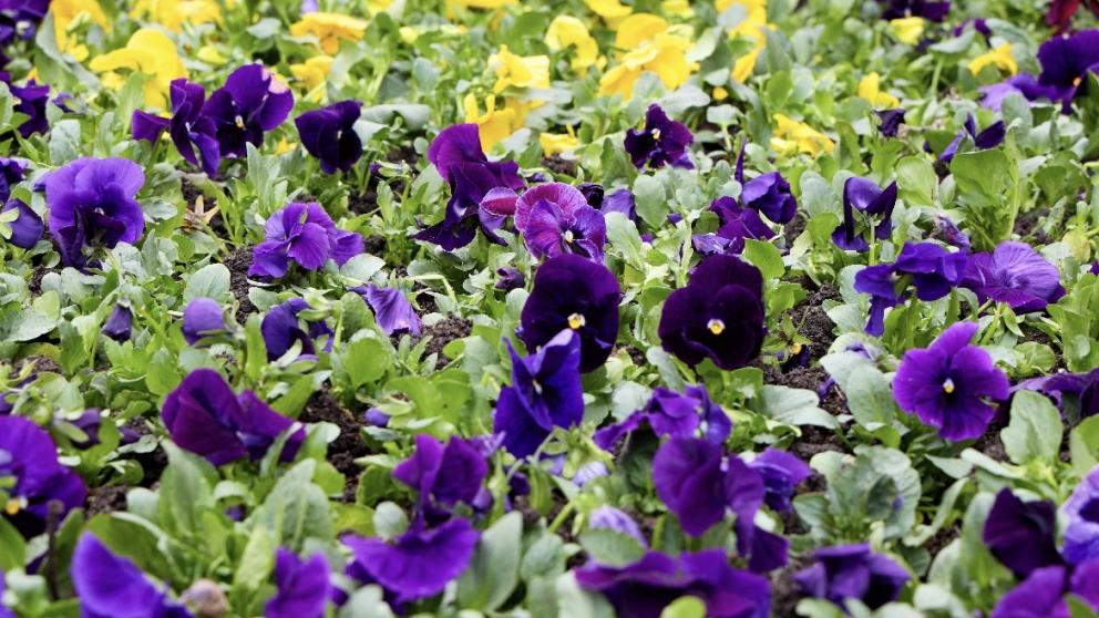 К майским праздникам в Ставрополе высадят 400 тысяч цветов