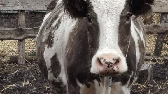 В Ипатовском округе помогают развивать подсобные хозяйства через соцконтракты