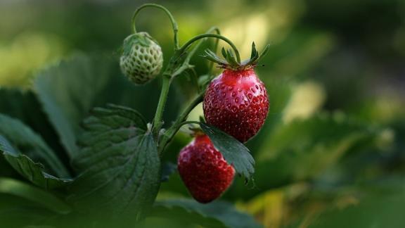 На Ставрополье собрали свыше 550 тонн тепличной земляники